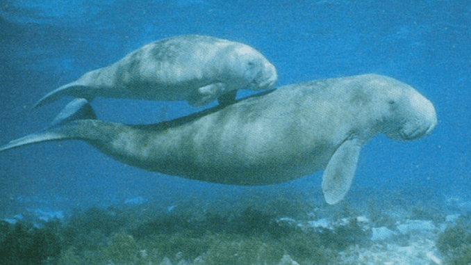 Dugongs Timor Ieste