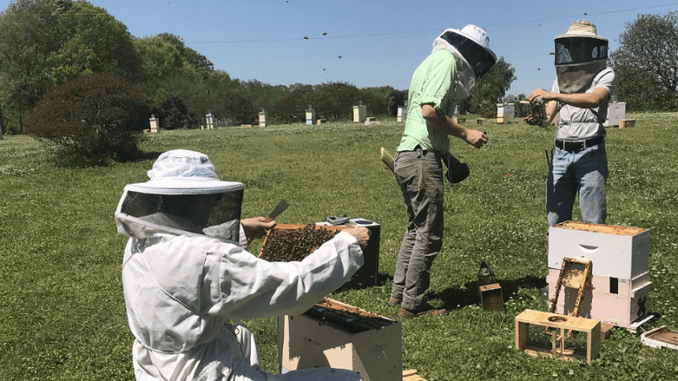 beekeepers UGA