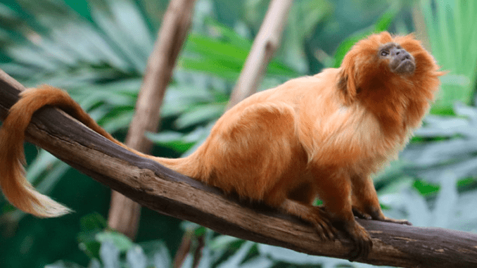 golden lion tamarin