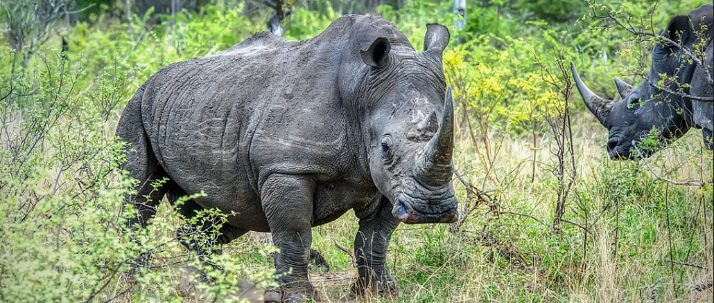 rhinos Kruger Park