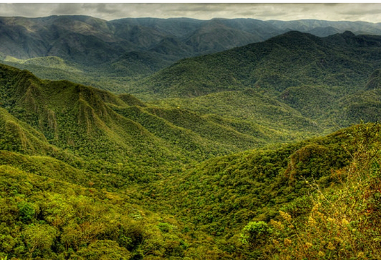 Atlantic Forest declared UN World Restoration Flagship, Stories