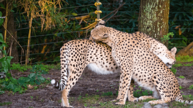 cheetahs Florida