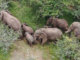 elephants Mawana Game Reserve