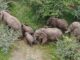 elephants Mawana Game Reserve