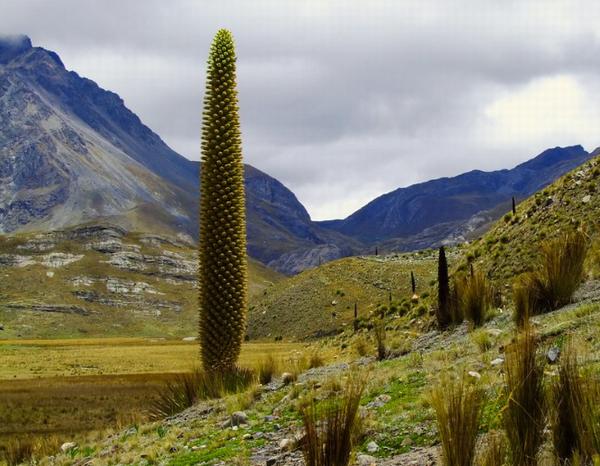 Puya raimondii Peru 