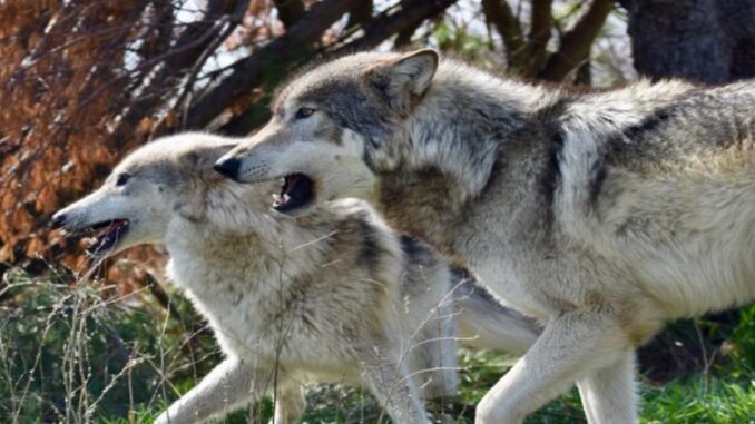 gray wolves, Wolf Park, Indiana