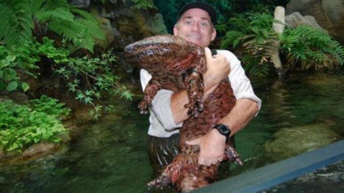 Chinese giant salamander