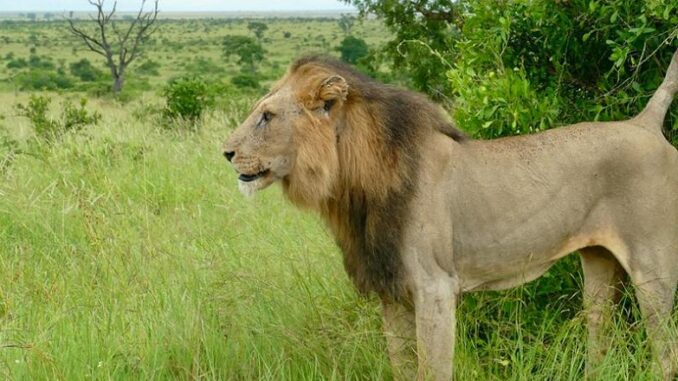 Lion Kruger National Park