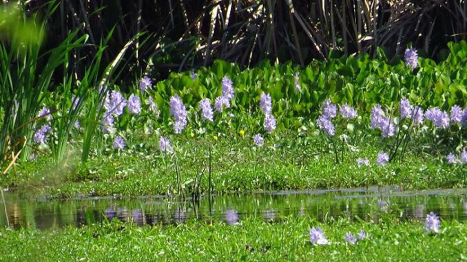 water hyacinth