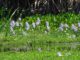 water hyacinth