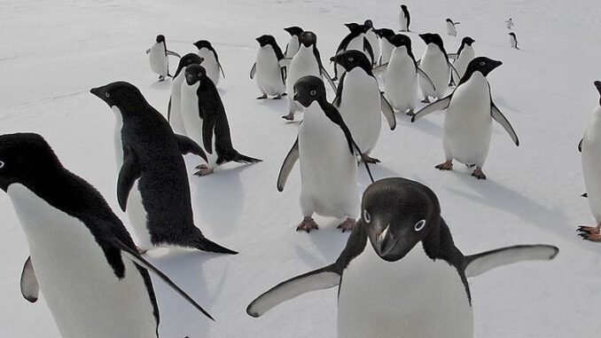 penguins Antarctica