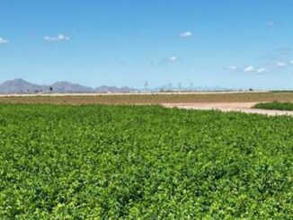 alfalfa in Arizona
