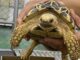 Indian star tortoise seized