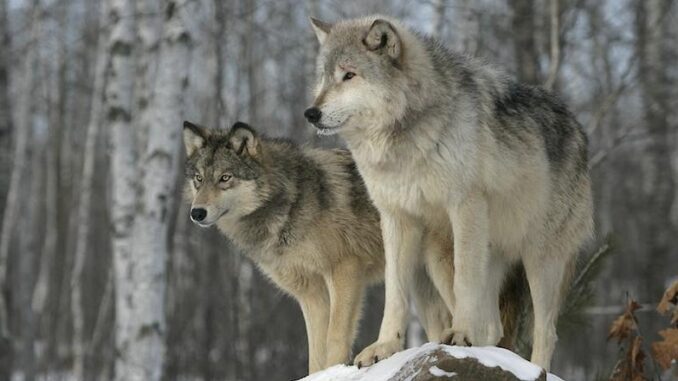 wolves Colorado