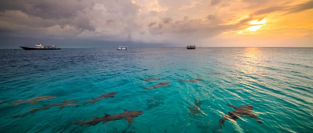 sharks, sunset, Maldives