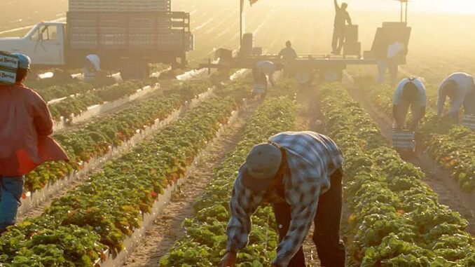 farmworkers in the heat