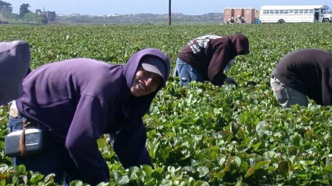 pregnant farmworkers