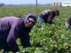 pregnant farmworkers