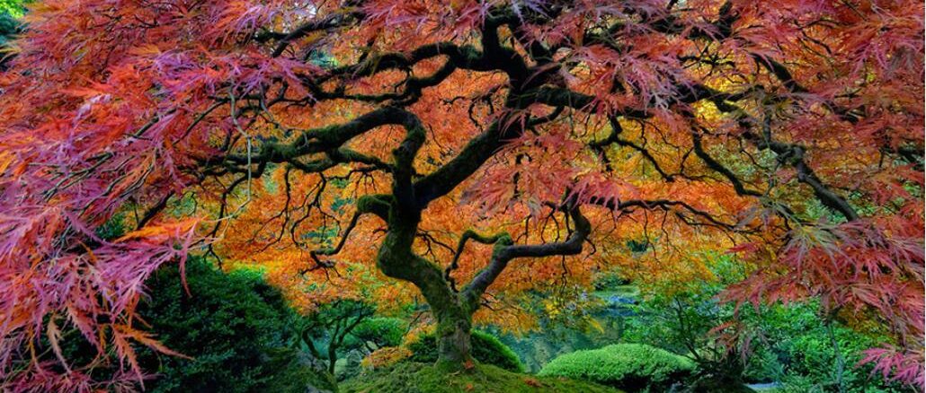 Tree Portland Japanese Garden