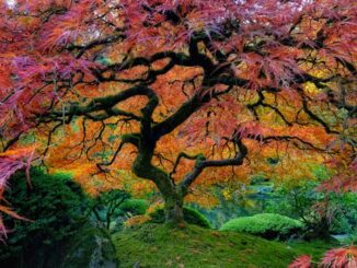 Tree Portland Japanese Garden