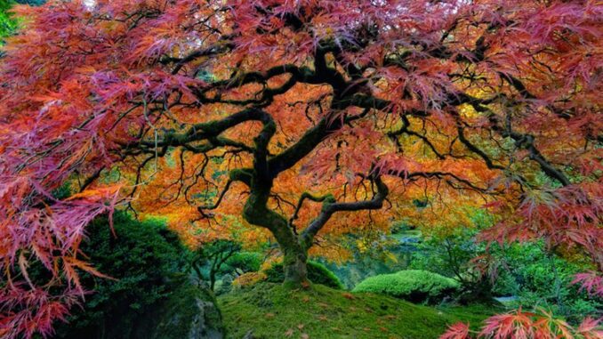 Tree Portland Japanese Garden