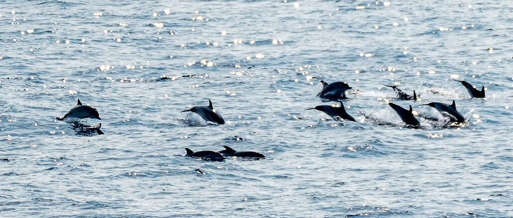 Dolphins, Bay of Biscay