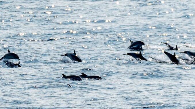 Dolphins, Bay of Biscay