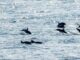 Dolphins, Bay of Biscay