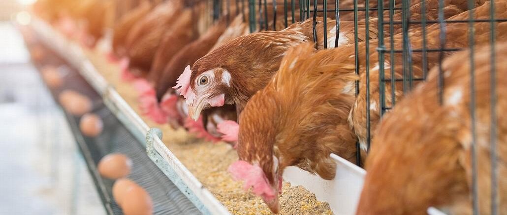 commercial chicken house