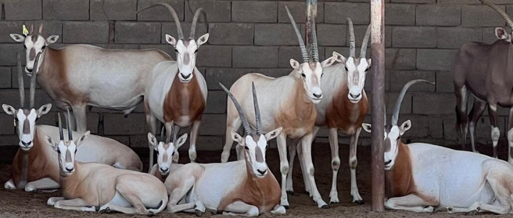 oryx seized in Iran