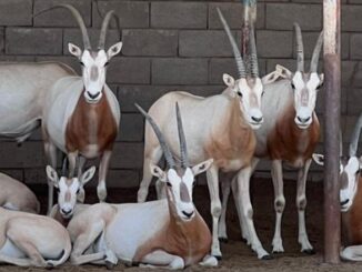 oryx seized in Iran