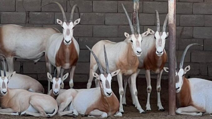 oryx seized in Iran