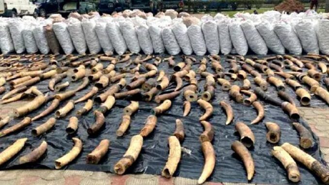 PangolinScalesTusksNigeria pangolin scales and ivory
