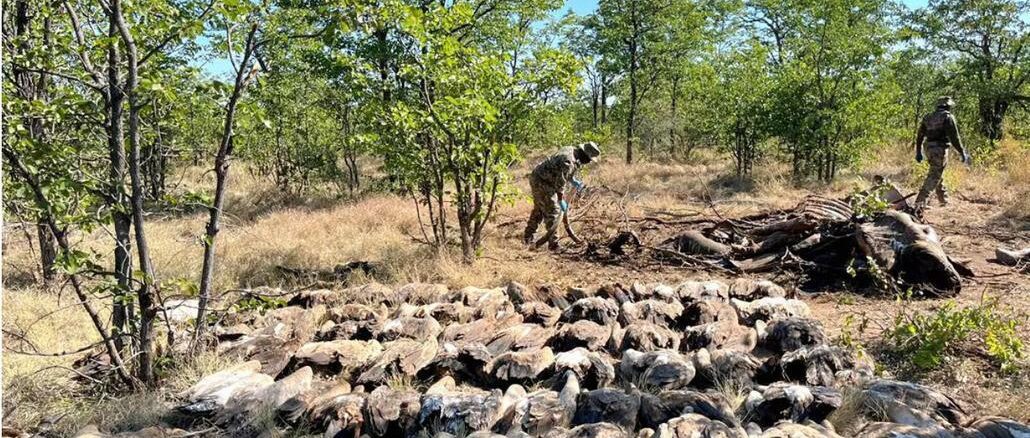 Dead vultures Kruger Park