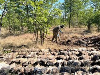Dead vultures Kruger Park