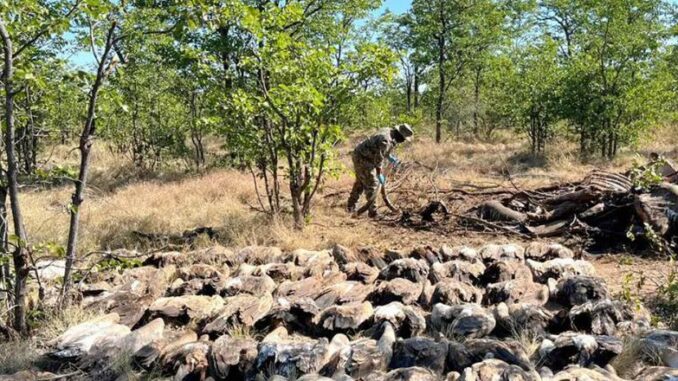 VulturesSA Dead vultures Kruger Park
