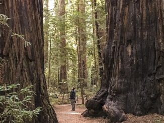 Giant redwoods
