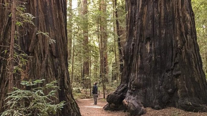 GiantRedwoods Giant redwoods