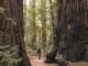 Giant redwoods
