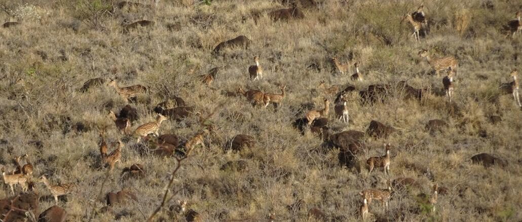 Axis deer Maui