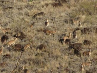 Axis deer Maui