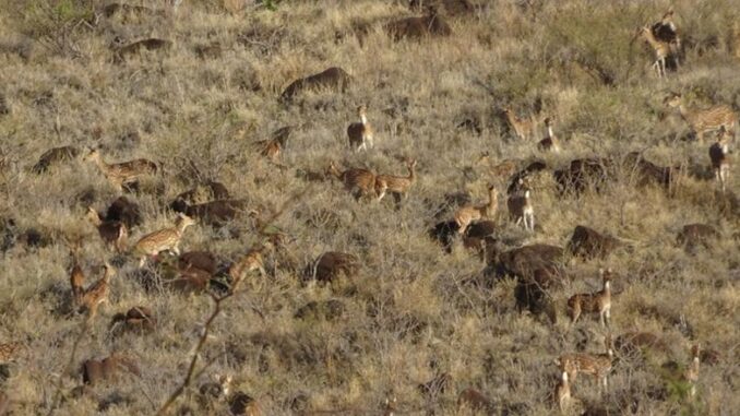 Axis deer Maui
