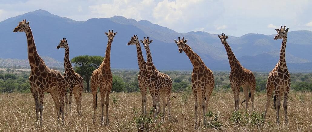 Giraffes in Uganda