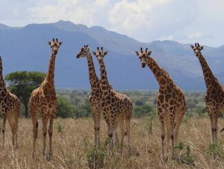 Giraffes in Uganda