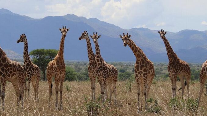 Giraffes in Uganda