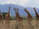 Giraffes in Uganda