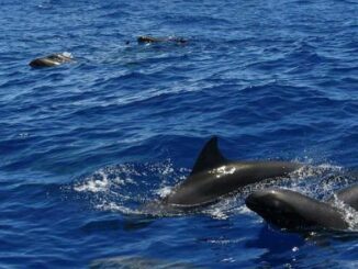 Melon headed whales