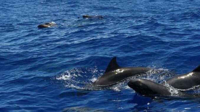 Melon headed whales