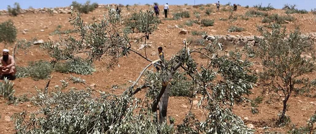 Vandalized olive trees West Bank