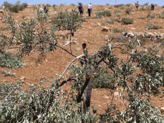 Vandalized olive trees West Bank